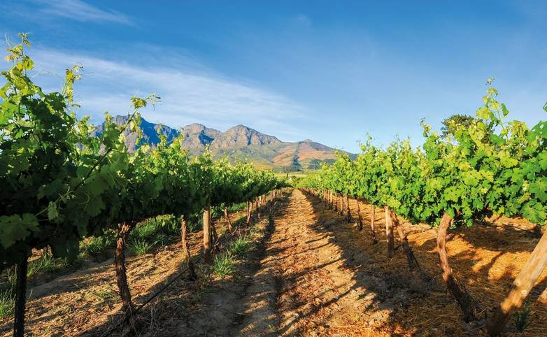 rf_as_stellenbosch_vineyards_southafrica_01_2026_rgb.jpg
