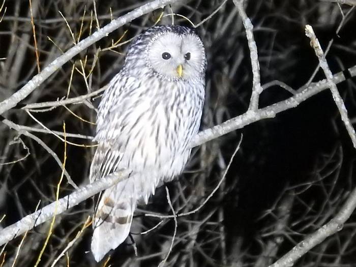 Ural Owl (Linda Crook).jpg