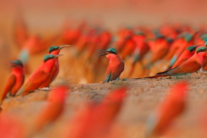 Northern Carmine Bee-eaters shutterstock_1540059779.jpg