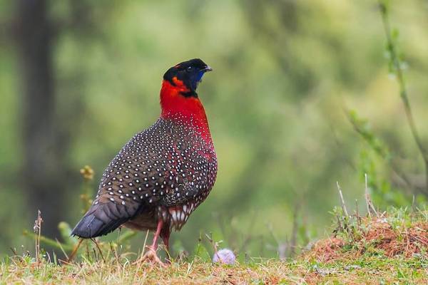 Satyr Tragopan