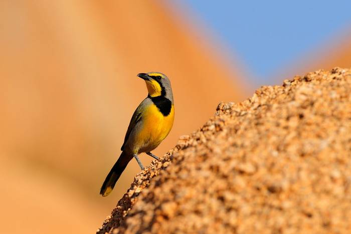 Bokmakierie, Namibia shutterstock_243447307.jpg