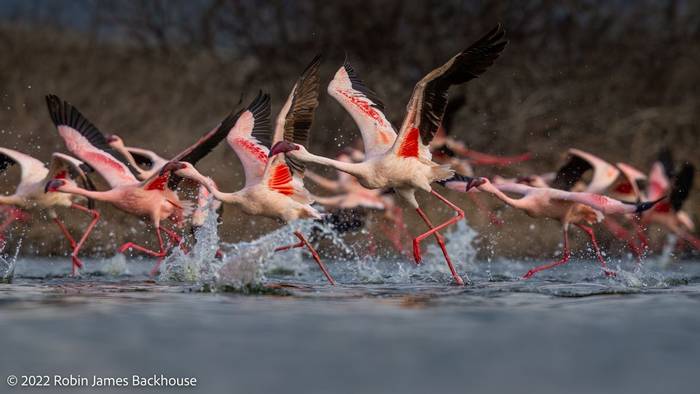 Lesser Flamingo © Robin James Backhouse