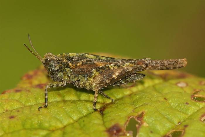 Cepero's Ground-Hopper (Tetrix ceperoi)