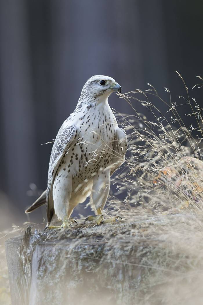 Gyrfalcon