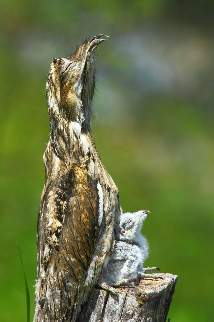 Common Potoo and chick