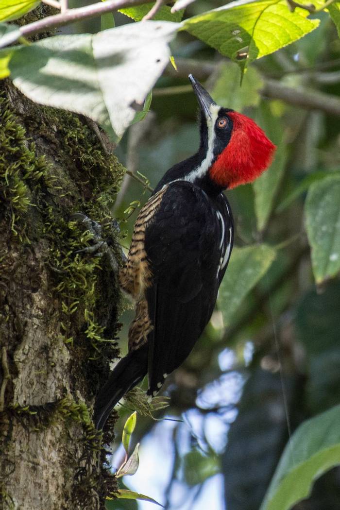 Powerful Woodpecker (Juan Palmero)