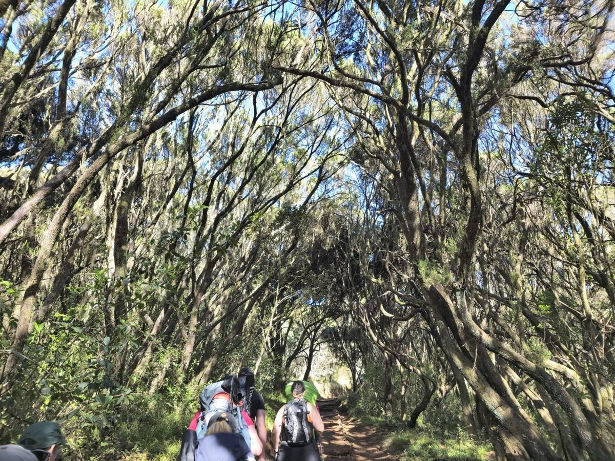 Kilimanjaro Marangu Route Trees Overhead.jpeg