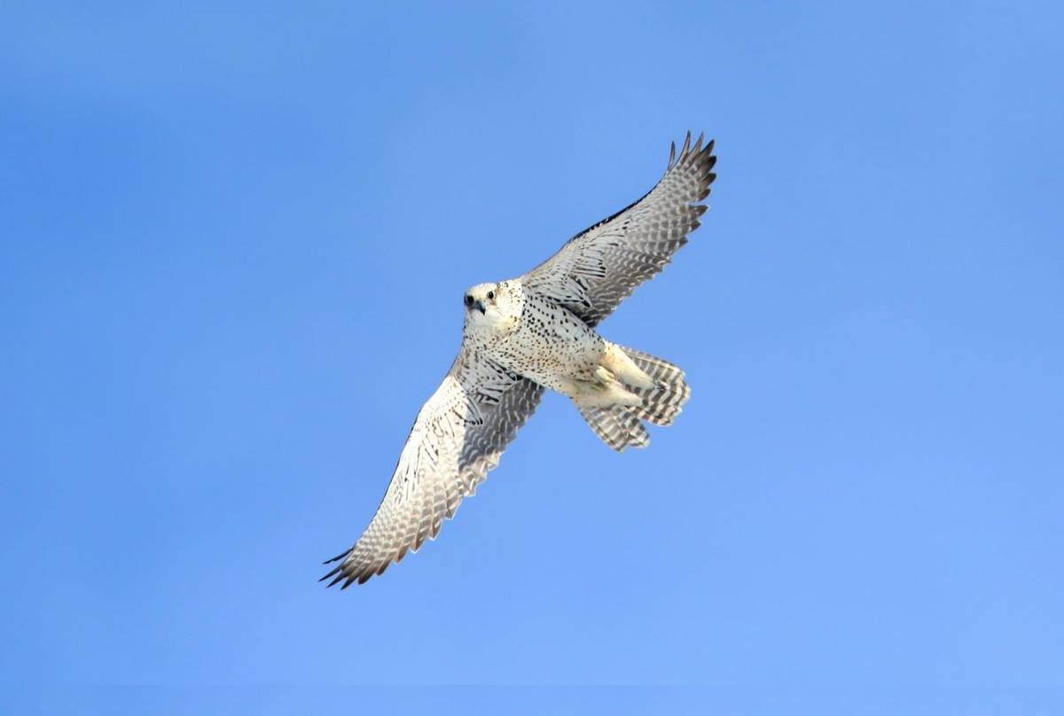 Gyr Falcon. Shutterstock 254368267