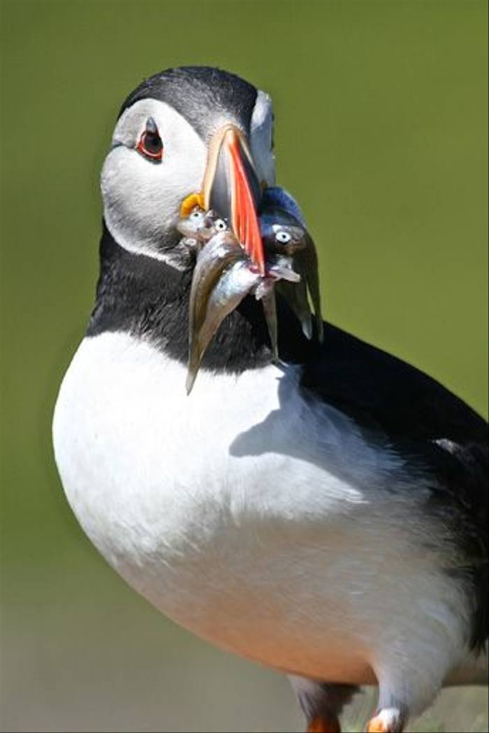 Puffin with Sand Eels (Dani Free)