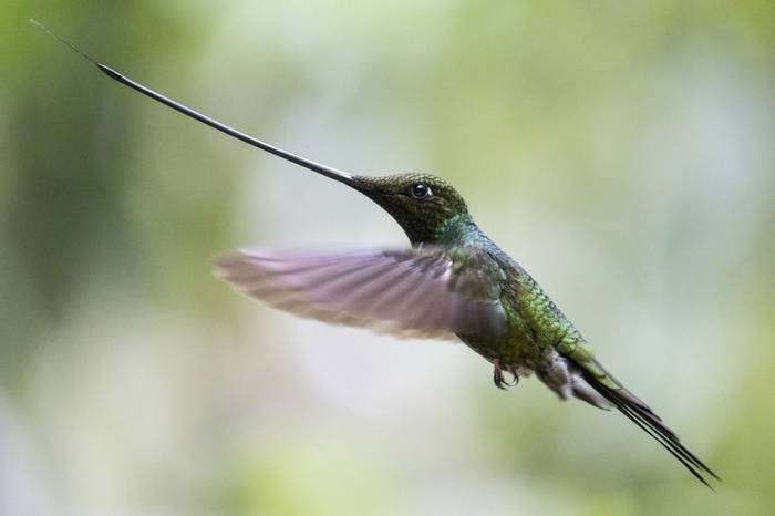Sword-billed Hummingbird © Jaime Culebras
