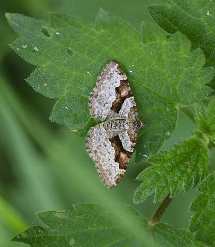 Flame Carpet © Josh Phangurha