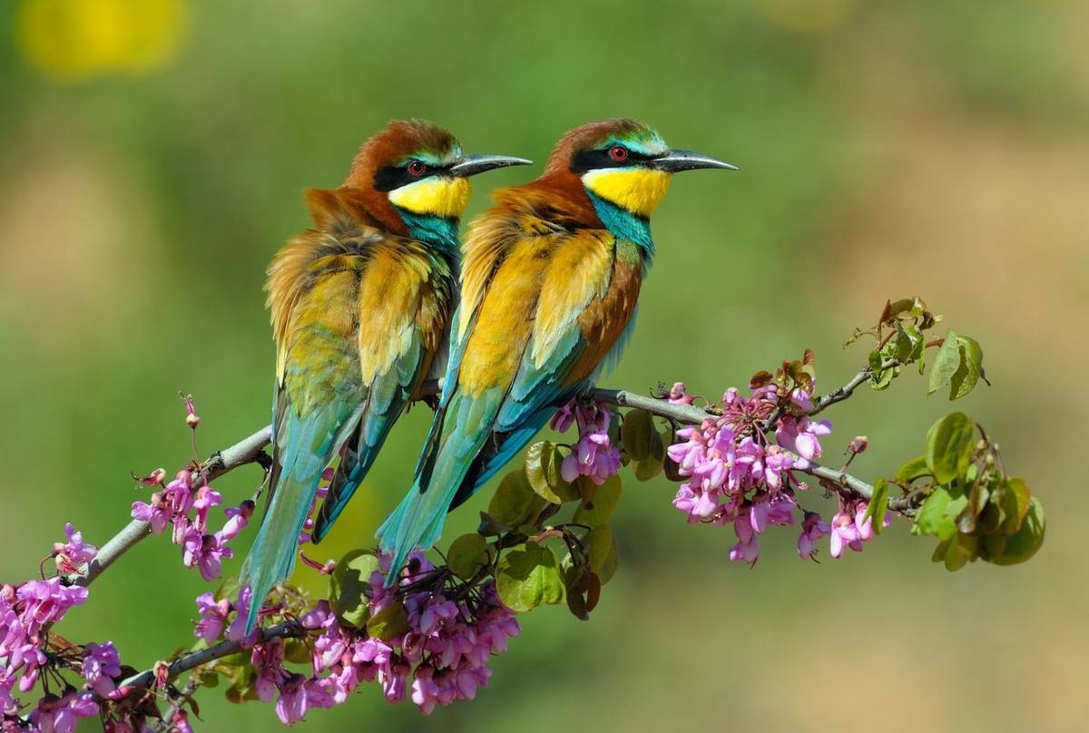 European Bee-eaters shutterstock_211827895.jpg