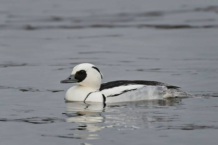 Smew shutterstock_791109538.jpg