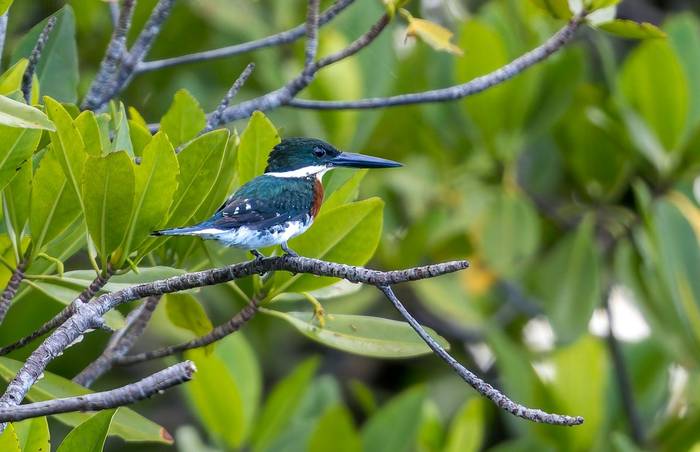 green-kingfisher-chloroceryle-americana_55181793743_o.jpg