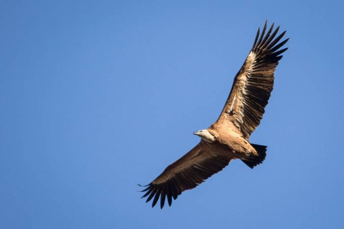 Griffon Vulture © M. Valkenburg