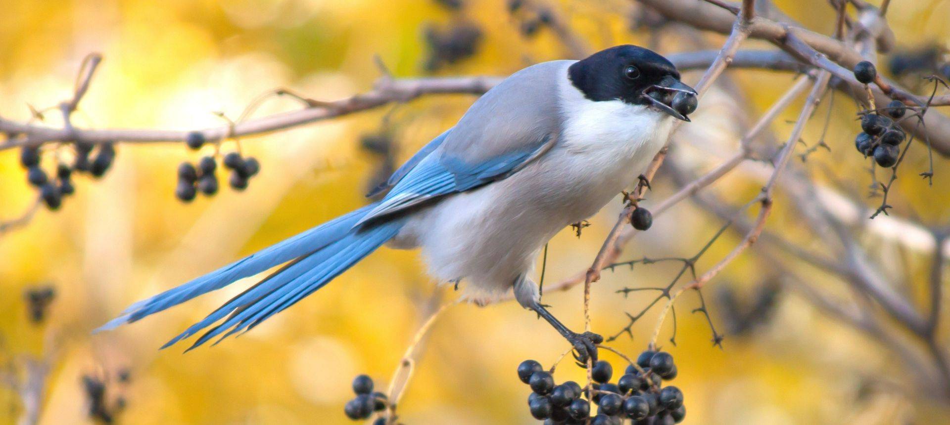Azure-winged Magpie
