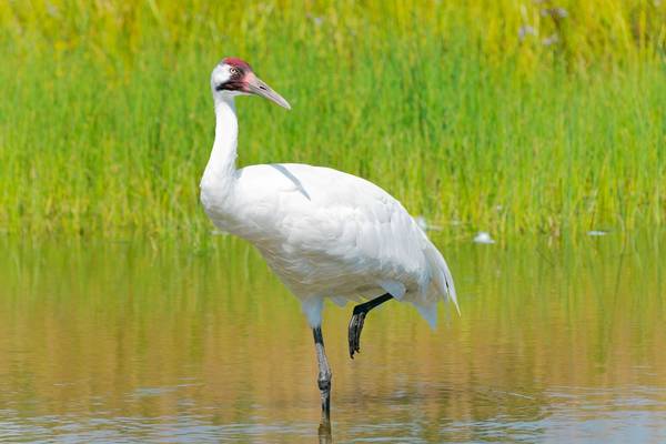 Whooping Crane Image