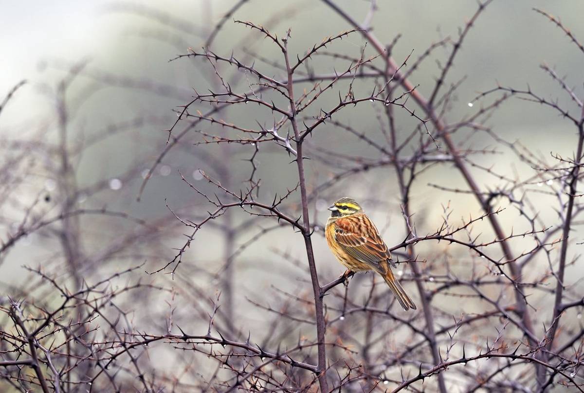 Cirl Bunting shutterstock_1628233060.jpg