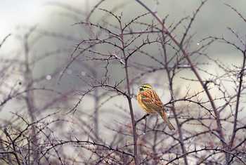 Cirl Bunting shutterstock_1628233060.jpg