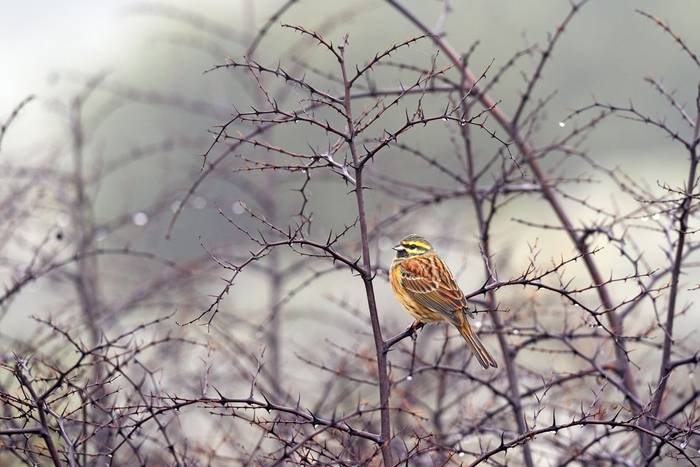 Cirl Bunting shutterstock_1628233060.jpg