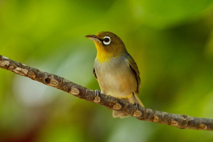 Fiji White-eye