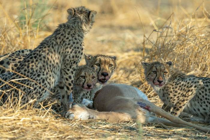 Cheetahs Leopard © Will Crombie, October '25 tour.jpg