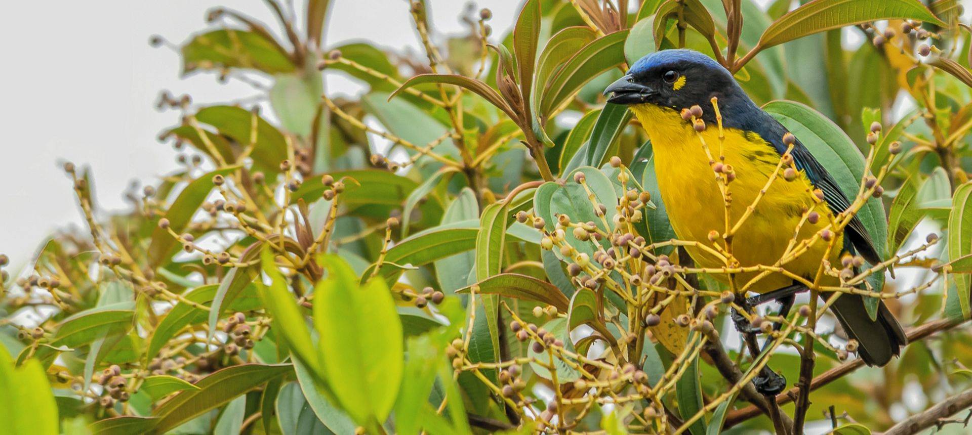 17 Santa Marta Mountain Tanager
