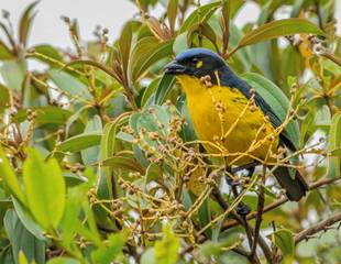 Colombia - Santa Marta Endemics