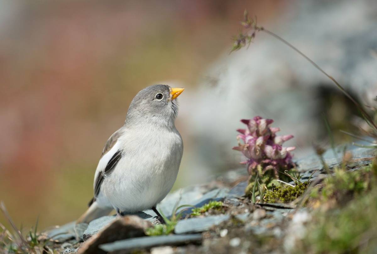 White-winged Snowfinch shutterstock_384822166.jpg