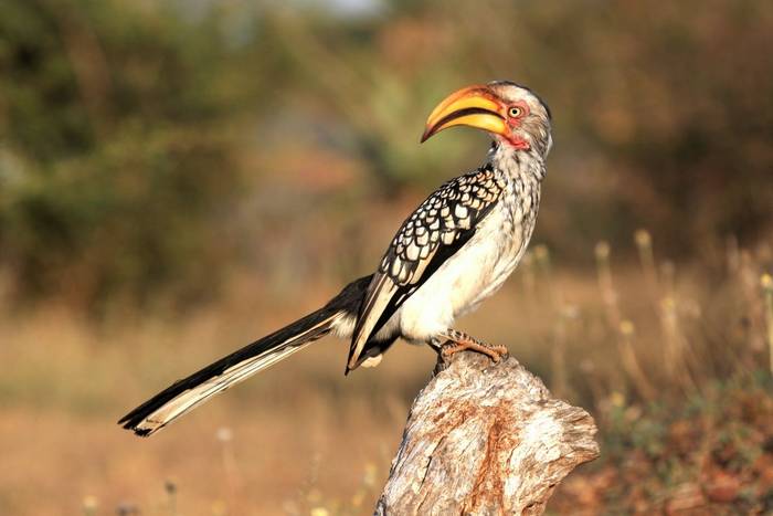 Yellow-billed Hornbill, Kruger, South Africa.jpg