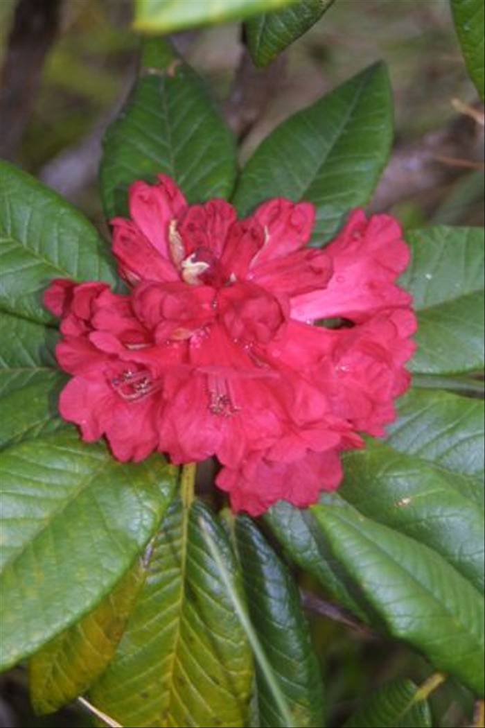 Rhododendron zeylanicum (Jenny Wilsher)