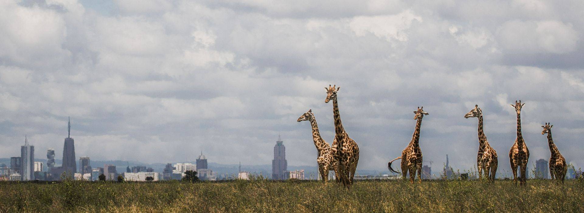 African Travel Inc Kenya -The Emakoko_ Nairobi Skyline decorated by giraffes.jpg