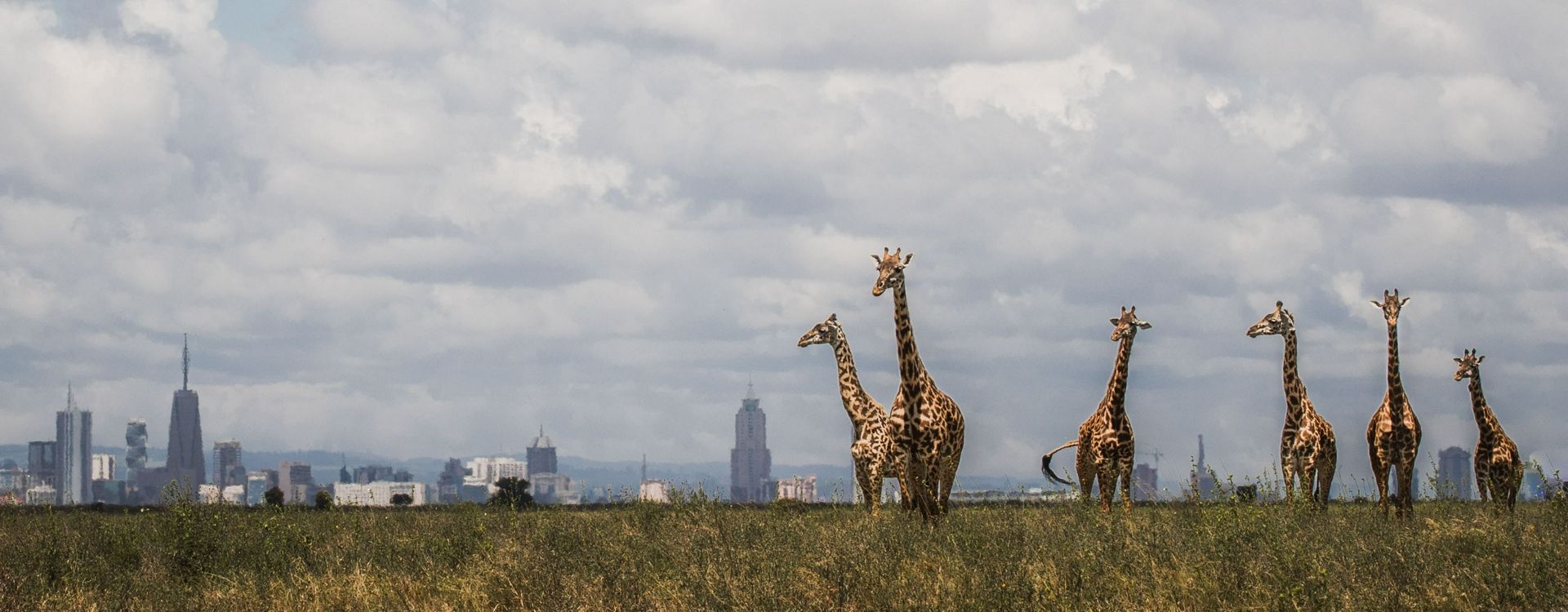 African Travel Inc Kenya -The Emakoko_ Nairobi Skyline decorated by giraffes.jpg