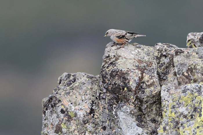 Alpine Accentor shutterstock_729698581.jpg