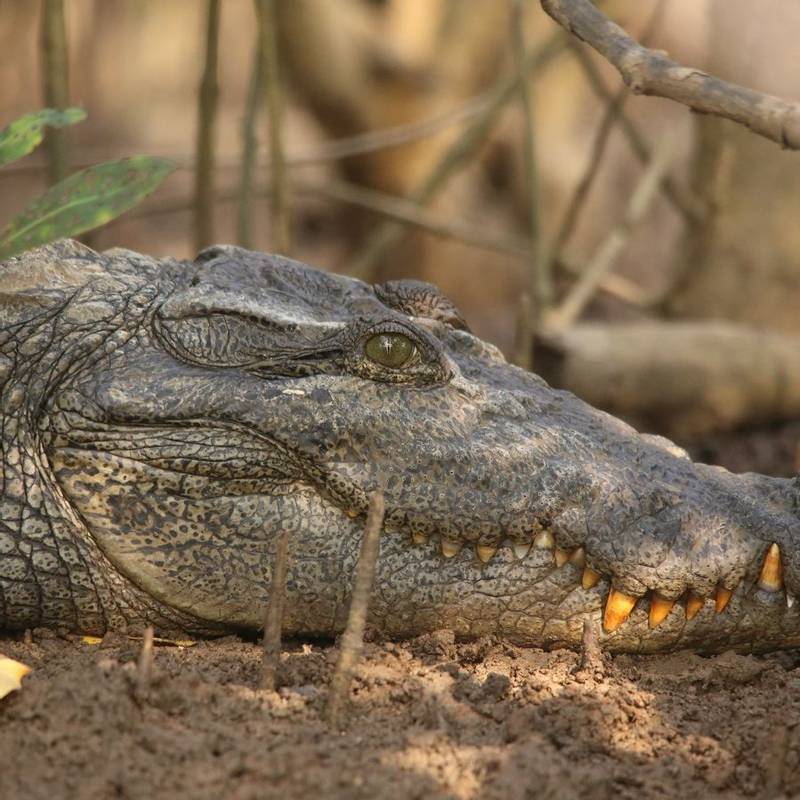 Indian Crocodile