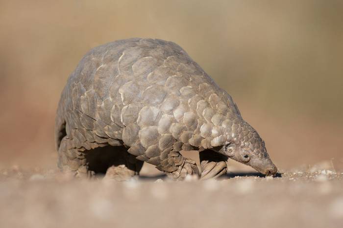 Temminck's Ground Pangolin
