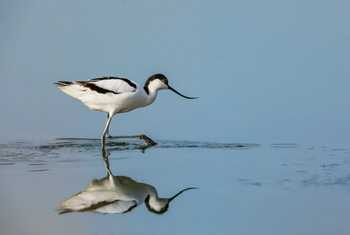 Avocet shutterstock_1396889507.jpg