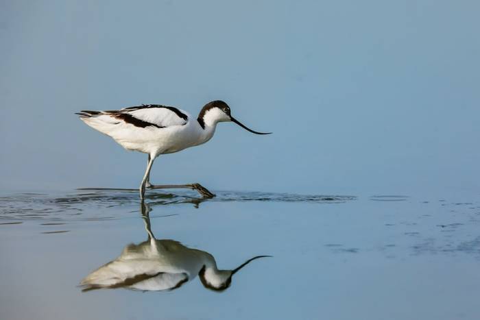 Avocet shutterstock_1396889507.jpg