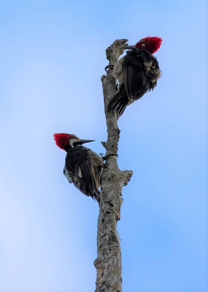 Guayaquil Woodpecker (Nathaniel Dargue).jpg