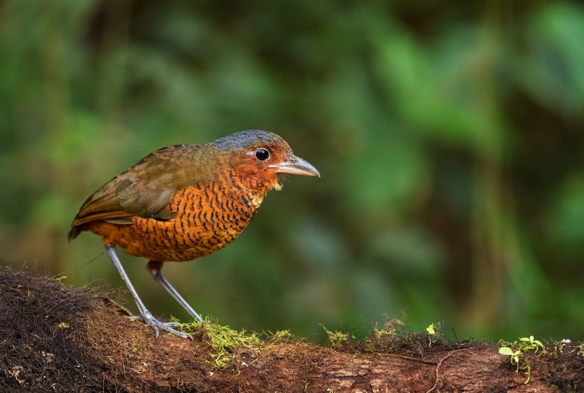 Giant Antpitta shutterstock_1624108639.jpg