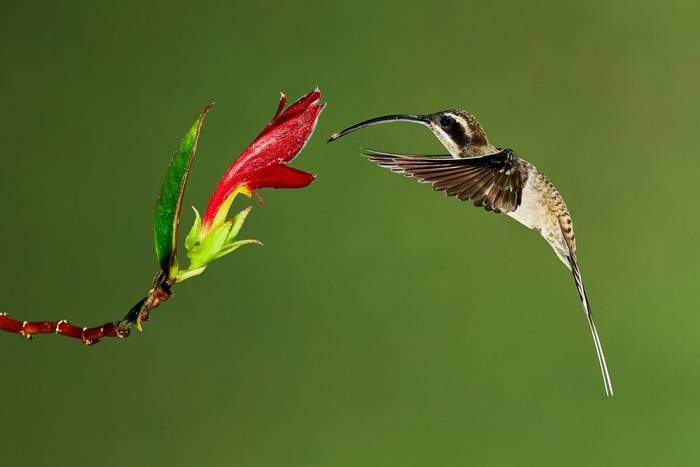 Long-billed Hermit