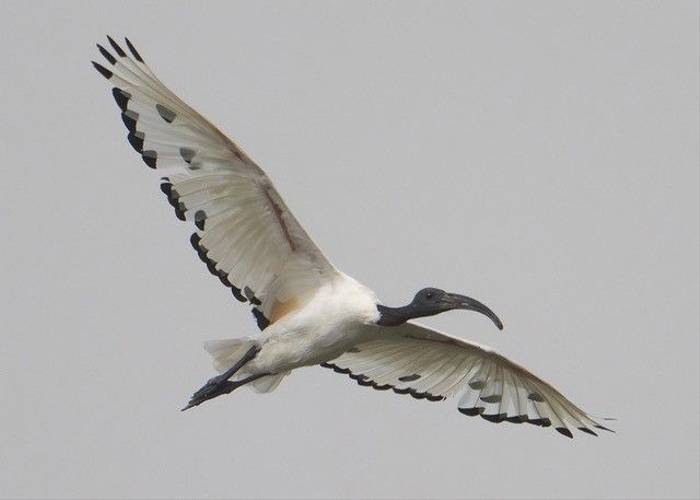Sacred Ibis, Ian Curran.jpg
