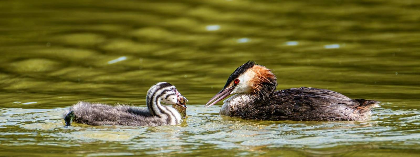 Great Crested Grebe, Podiceps cristatus. An adult bird feeds its young chick. Bird with beautiful orange colors and red eyes…