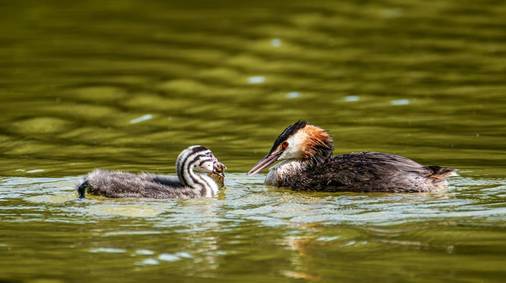 3 Night Guided Birdwatching in the South Downs