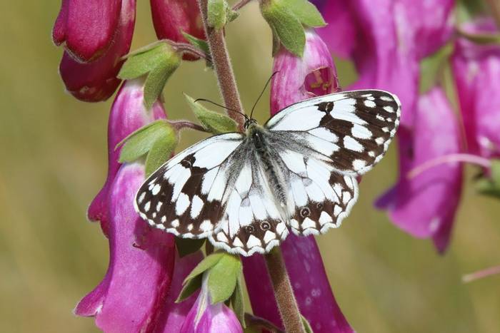 Iberian Marbled White, Luca Boscain.JPG