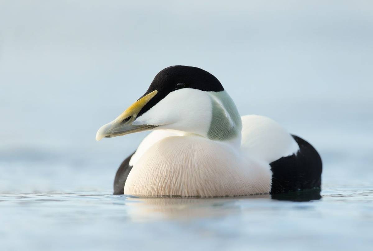 Eider shutterstock_1015120291.jpg