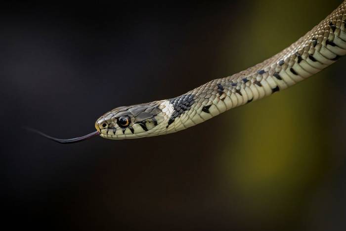 Grass Snake (Natrix helvetica) © Peter Warne, April 2024 tour