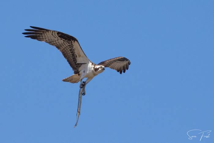 Osprey (Sara Frost) (4).jpg
