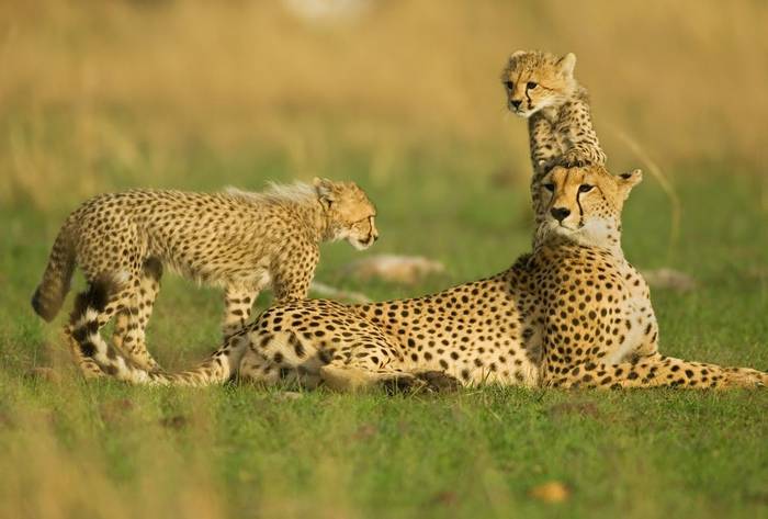 Cheetah, Africa (Albie Venter).jpg