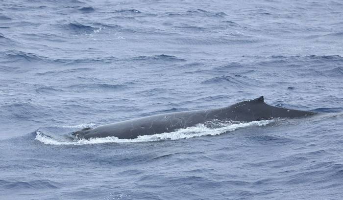 Humpback Whale (Matt Eade).jpg